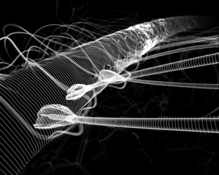 Festival international du film francophone de Tübingen | Stuttgart - 2005 Festival international du film francophone de Tübingen | Stuttgart - 2005