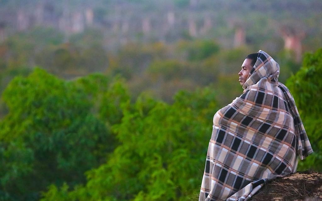 Baobabs entre terre et mer Baobabs entre terre et mer