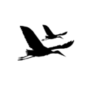 Les Cigognes Films Les Cigognes Films