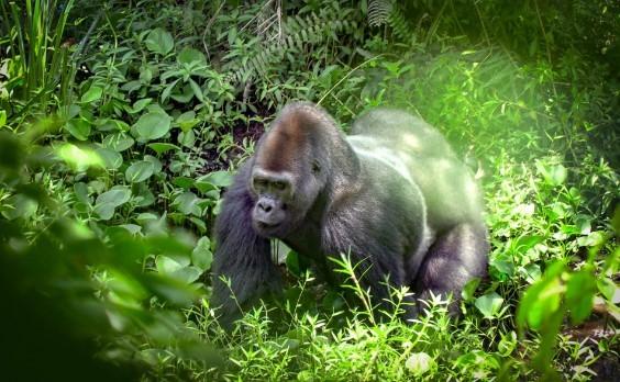 Festival de Cine de Montreal Vues d'Afrique - 2023