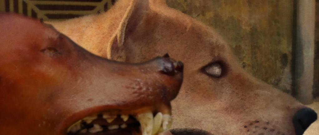 Uppsala International Short Film Festival - 2019