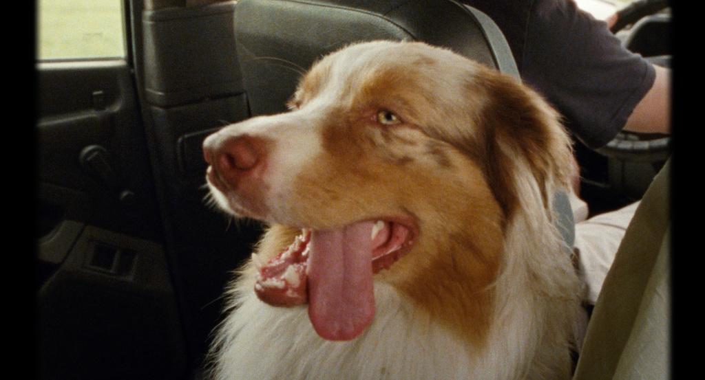 Tu sais Elvis Tu sais Elvis