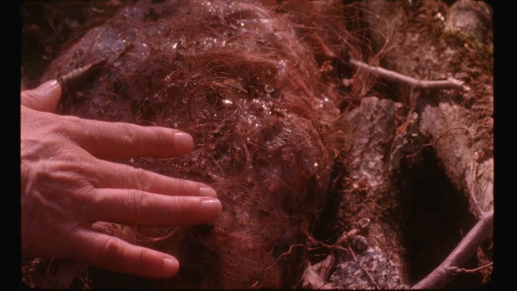 Notre-Dame des hormones Notre-Dame des hormones