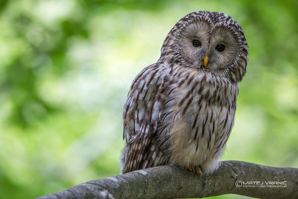 La Reine de la nuit La Reine de la nuit