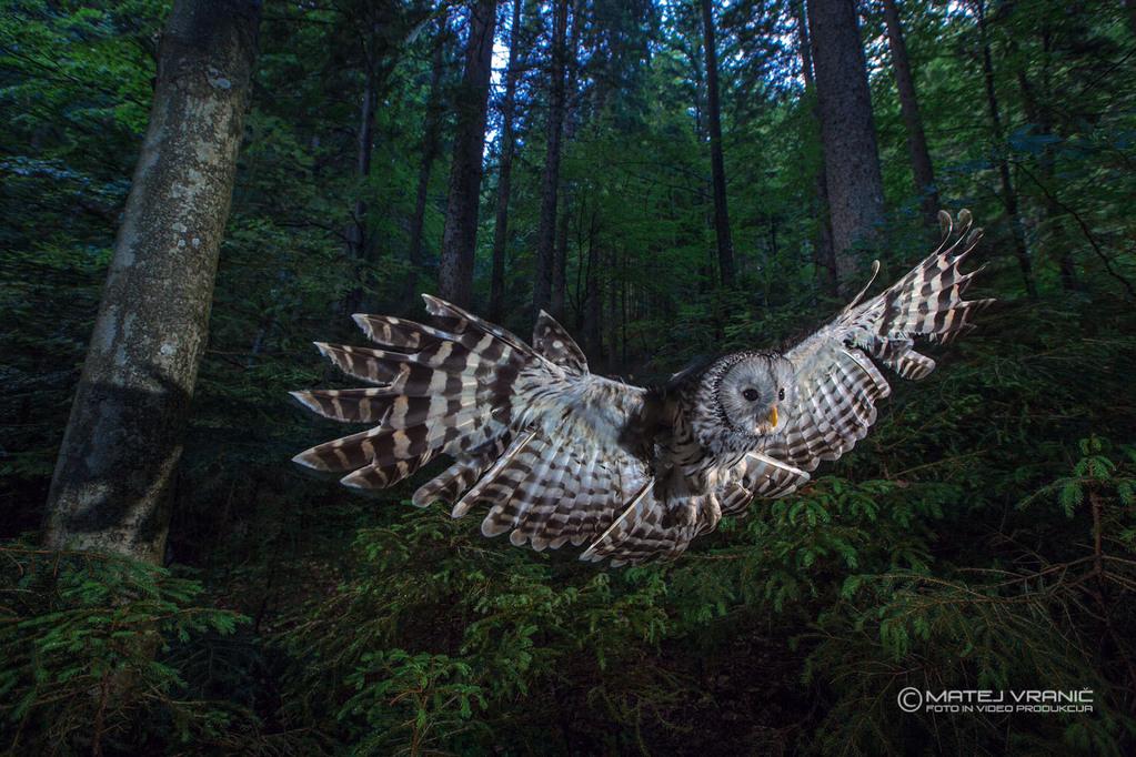 Fearless Queen Of The Night Fearless Queen Of The Night