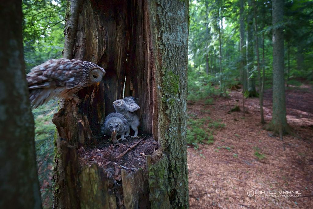 La Reine de la nuit La Reine de la nuit
