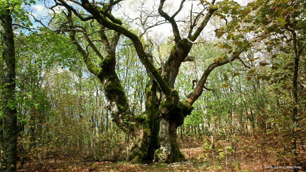 Festival du Film Français de Cork - 2019 Festival du Film Français de Cork - 2019