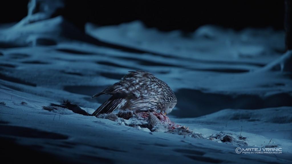 Fearless Queen Of The Night Fearless Queen Of The Night