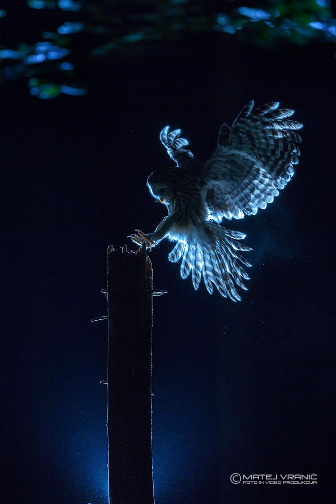 Fearless Queen Of The Night Fearless Queen Of The Night