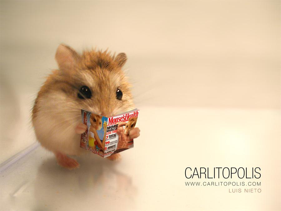 Festival international du court-métrage de Clermont-Ferrand - 2006 Festival international du court-métrage de Clermont-Ferrand - 2006