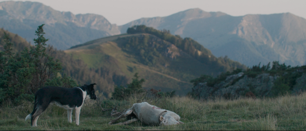 Le Berger et les,Ours - &copy; Salthill Films - WILLA