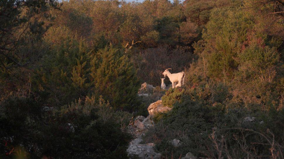 Goats! - © Kompot - Melocoton Films Goats! - © Kompot - Melocoton Films