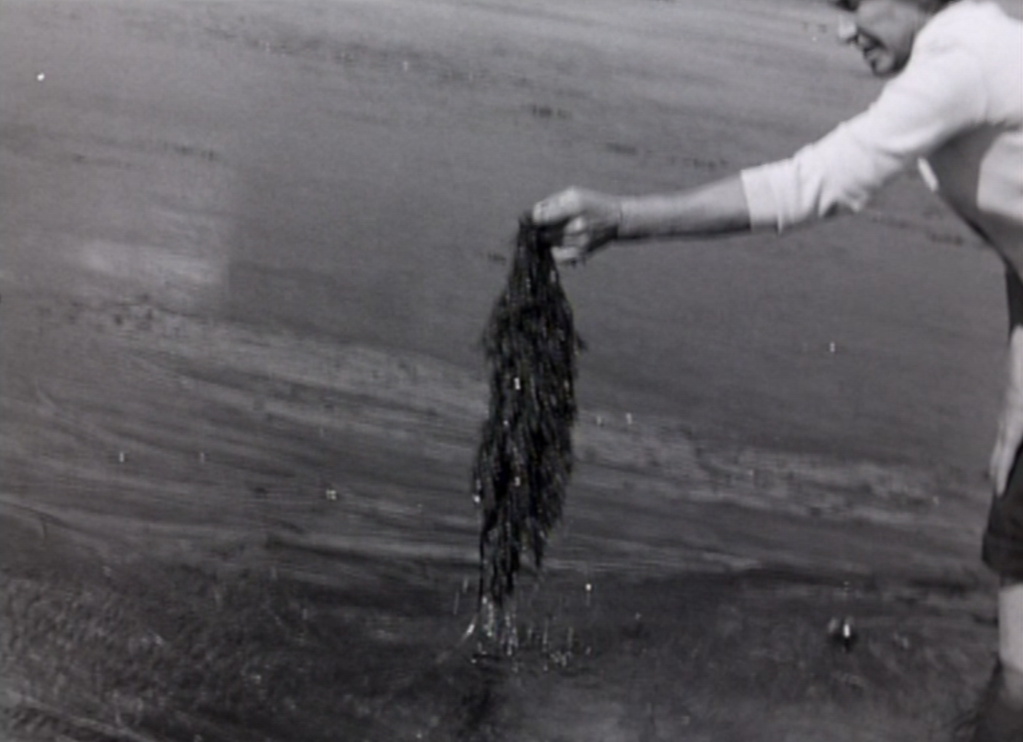 Comment naissent des méduses Comment naissent des méduses