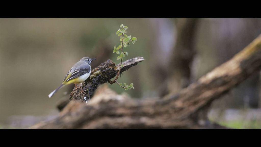 Connexion sauvage Connexion sauvage