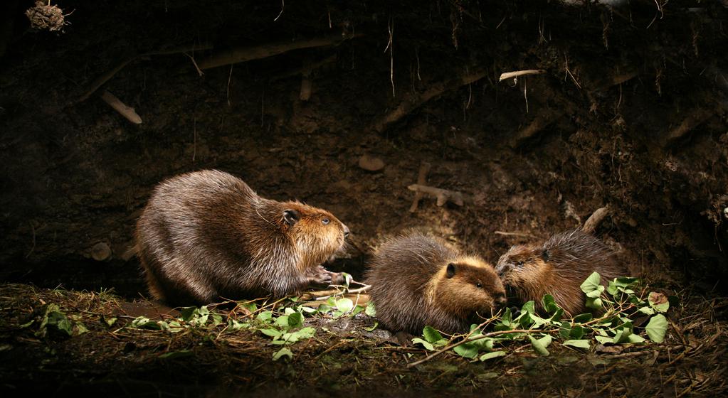 White Tuft the little beaver White Tuft the little beaver