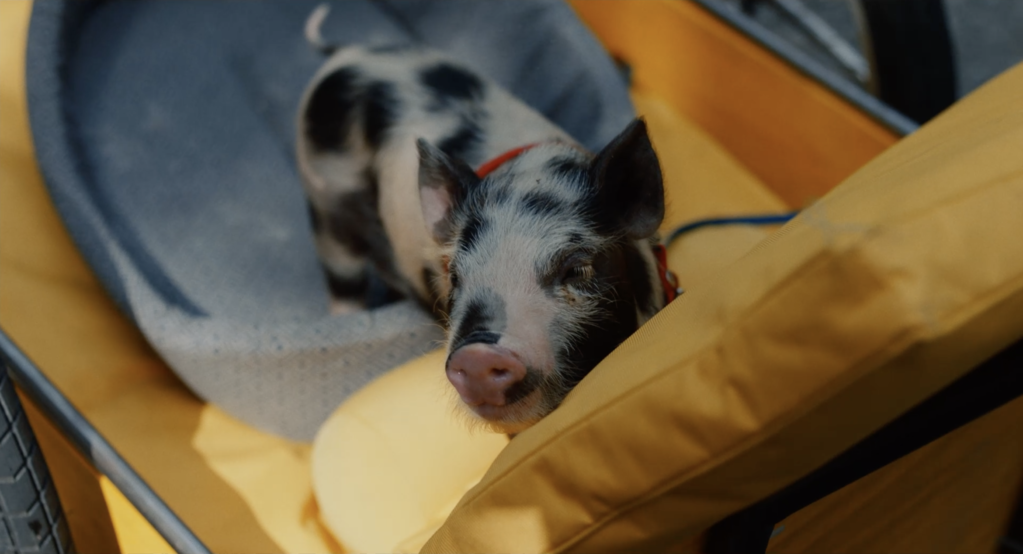 Carné·e·s Carné·e·s