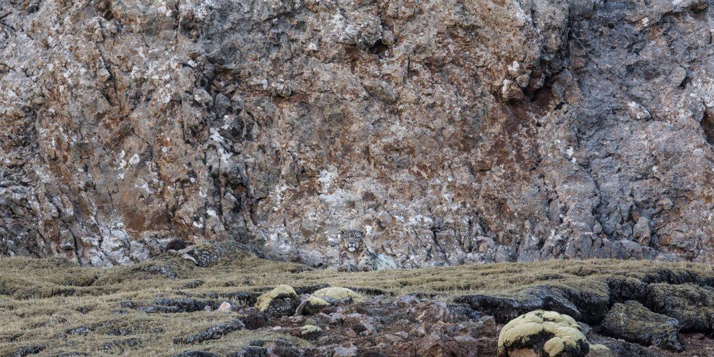 El leopardo de las nieves El leopardo de las nieves