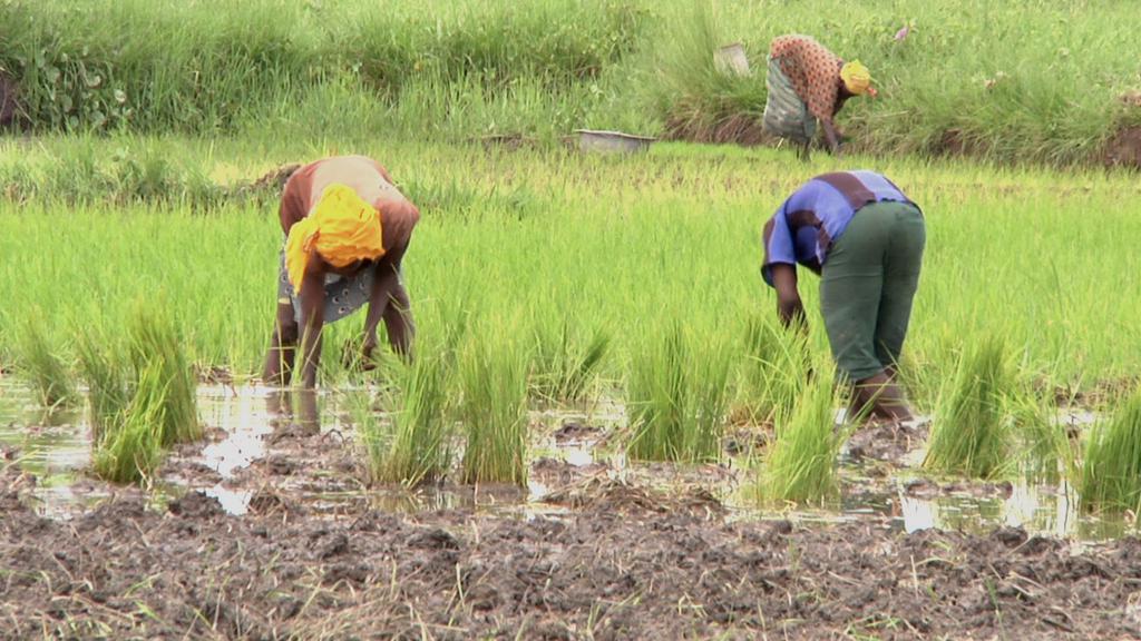 Karaboro Legacy Karaboro Legacy