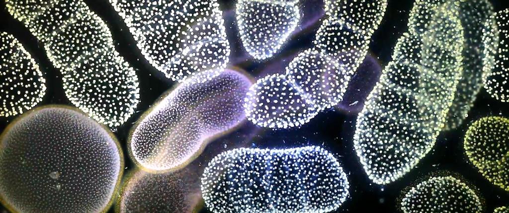 Full Orchestra Full Orchestra