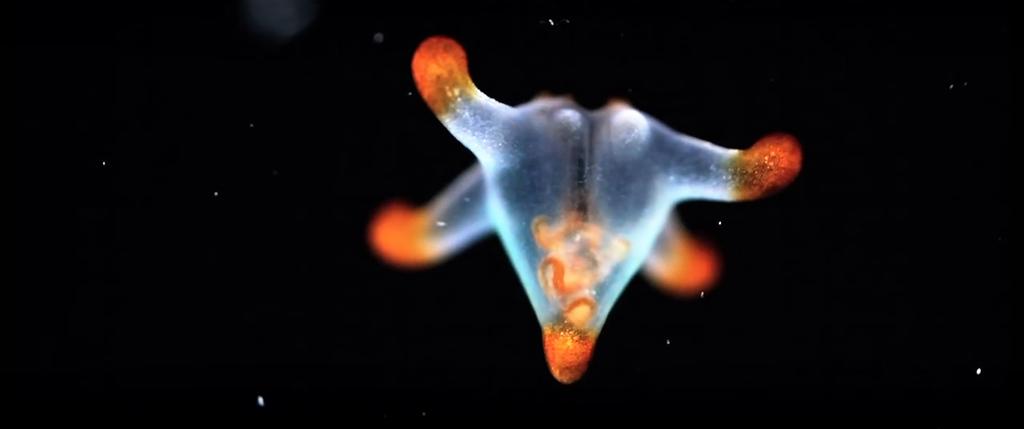 Le Grand Orchestre Le Grand Orchestre