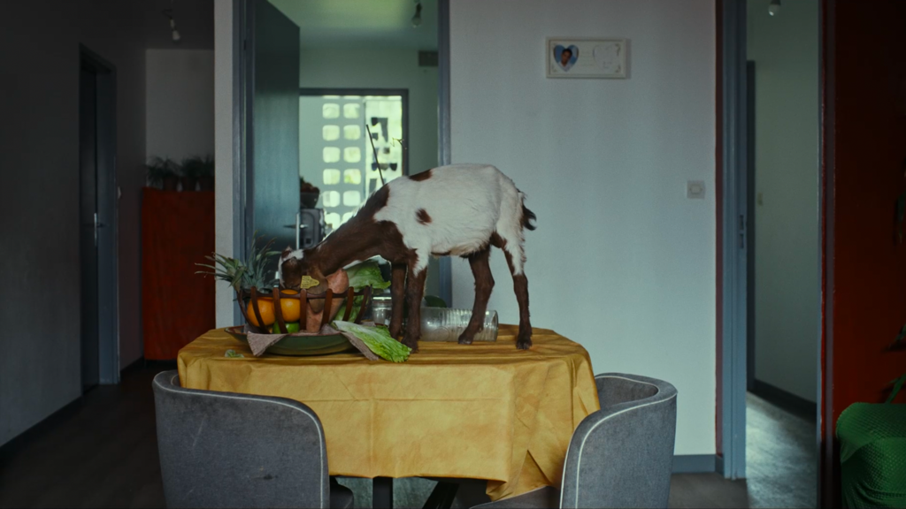 Kabri i manz salad Kabri i manz salad