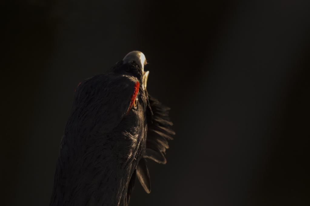 Le Chant des forêts - © Vincent Munier Le Chant des forêts - © Vincent Munier