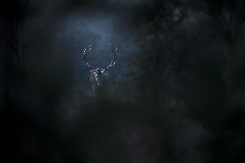 Le Chant des forêts - © Vincent Munier Le Chant des forêts - © Vincent Munier