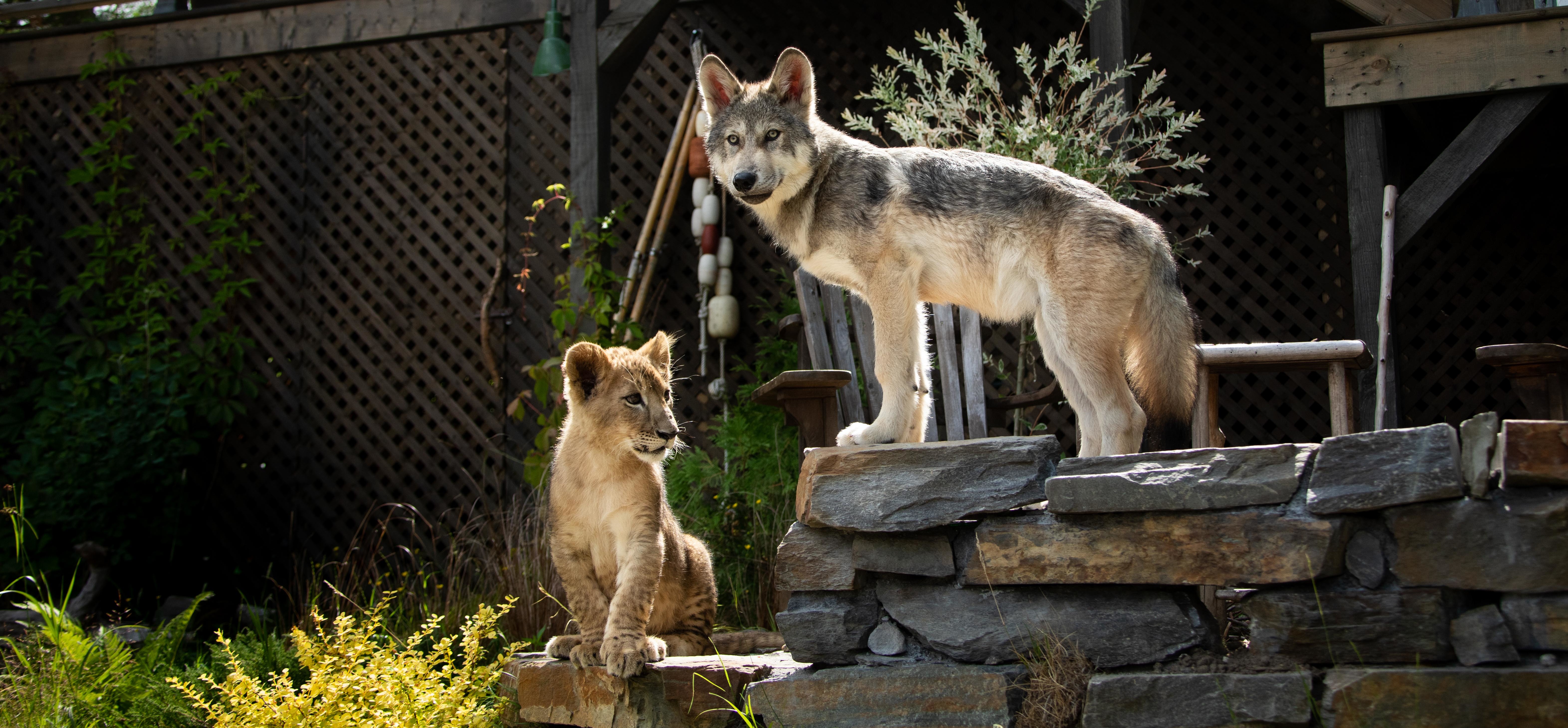 Resultados de taquilla del cine francés en el extranjero – Noviembre del 2021 Resultados de taquilla del cine francés en el extranjero – Noviembre del 2021