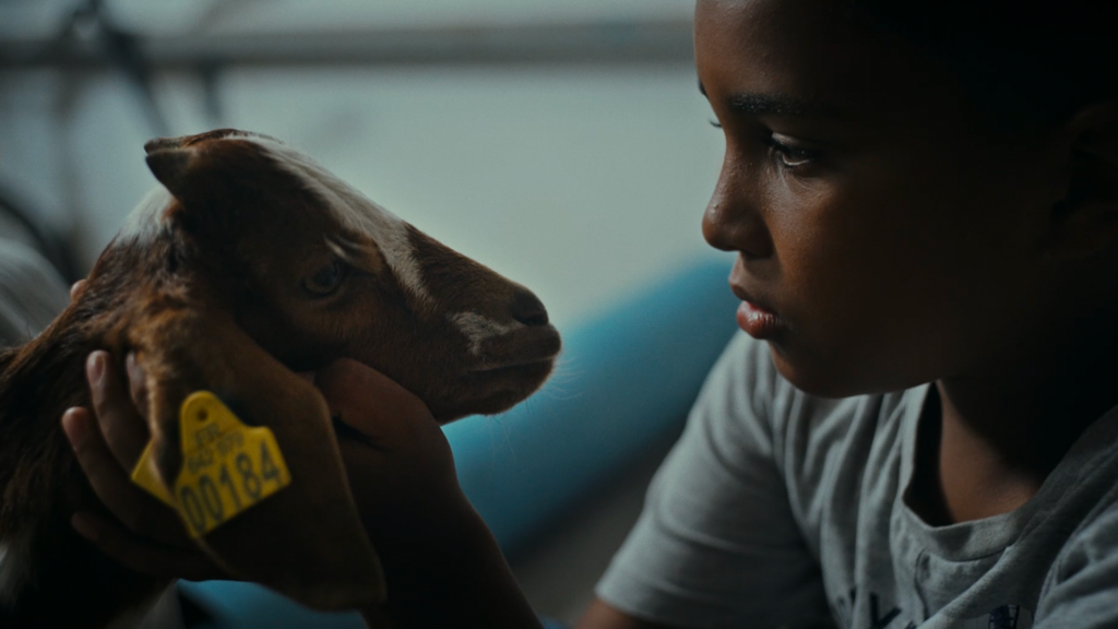 Kabri i manz salad Kabri i manz salad