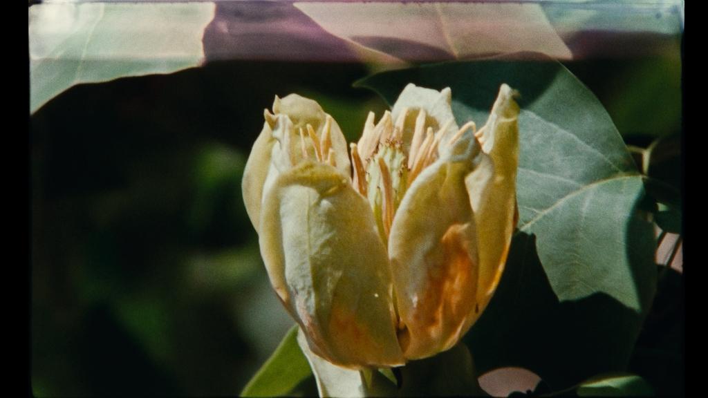 7 Walks with Mark Brown 7 Walks with Mark Brown