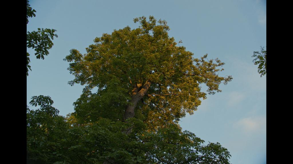 R&eacute;mi Muzzupapa