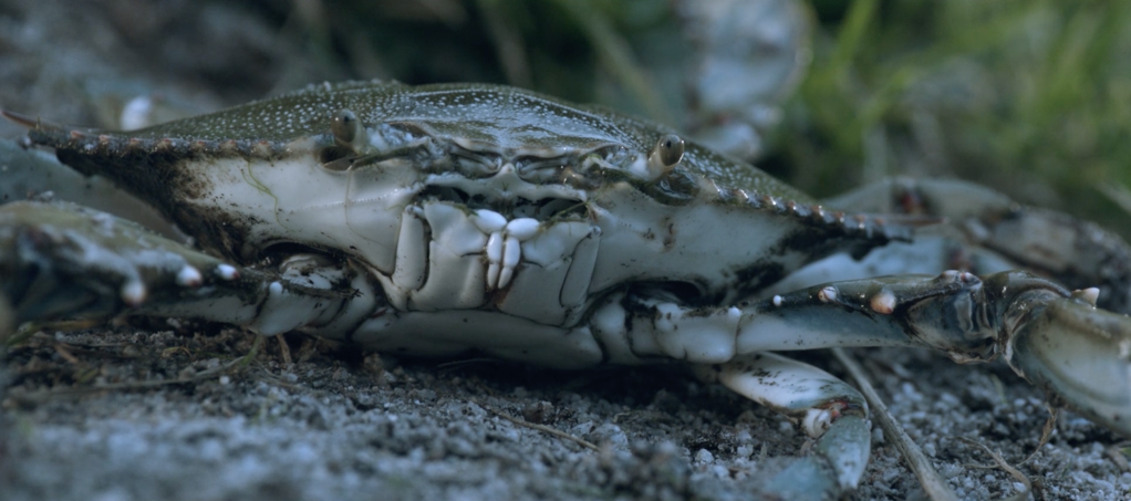 Panier de crabes Panier de crabes