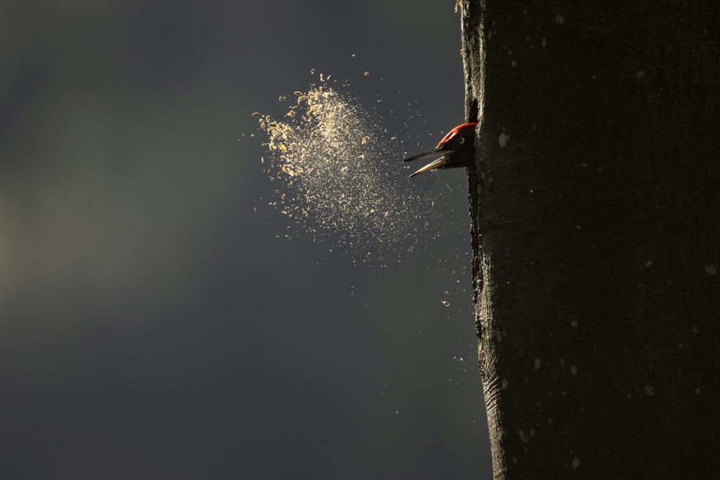 Le Chant des forêts - © Vincent Munier Le Chant des forêts - © Vincent Munier
