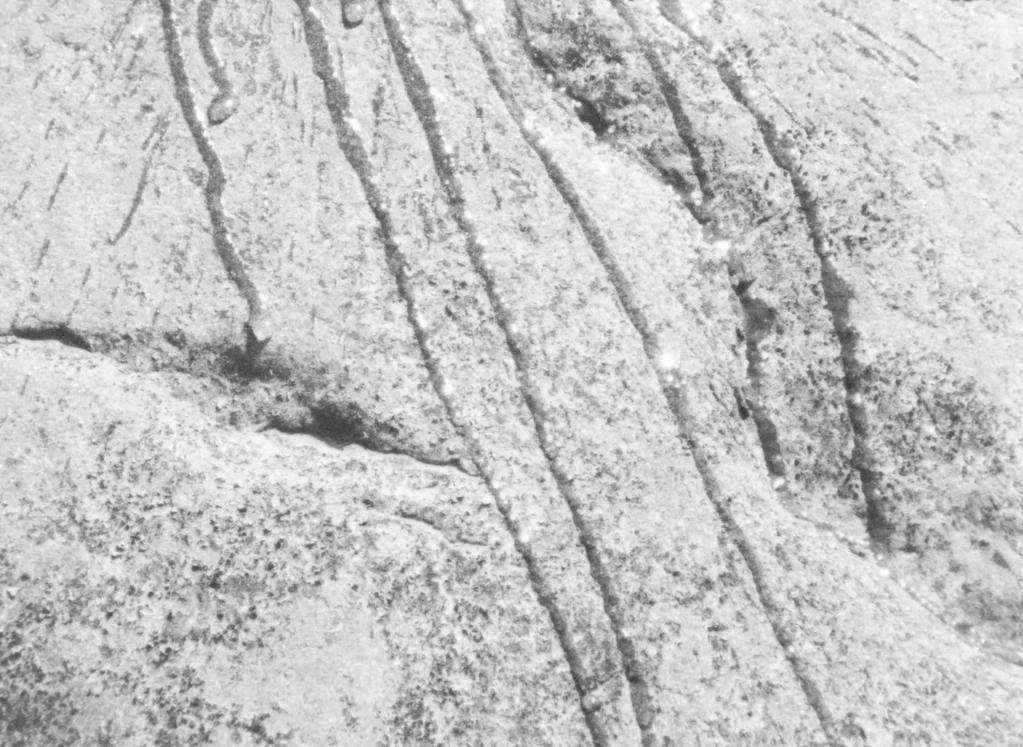 Festival Curta Cinema - 2025