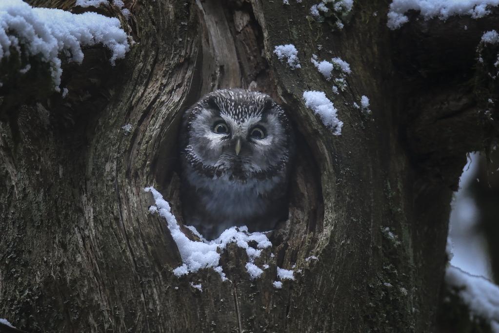 Le Chant des forêts - © Vincent Munier Le Chant des forêts - © Vincent Munier