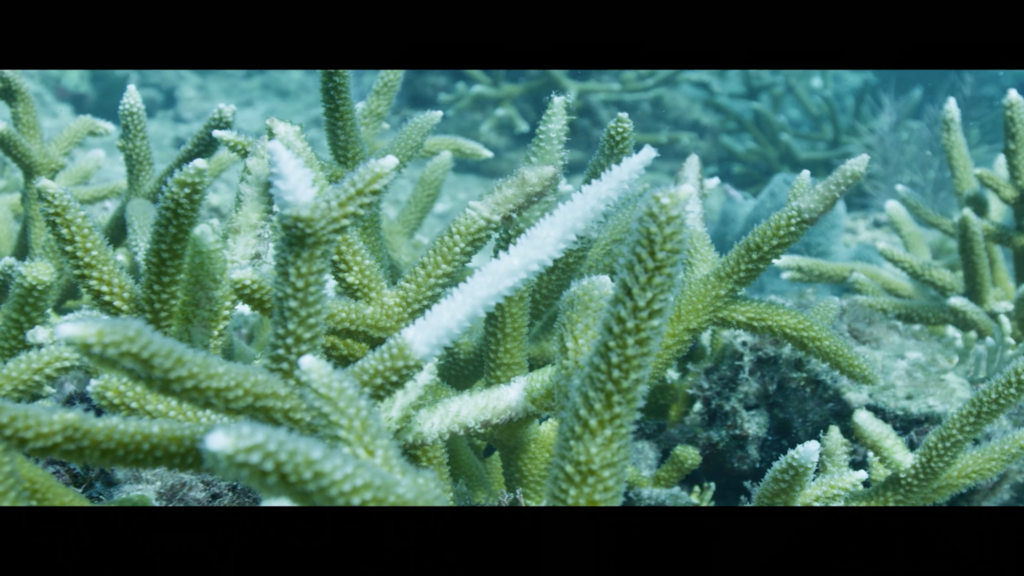 Top of the Rocks - © ARTE France - Haut et Court Doc - Haut et Court TV- 2022 Top of the Rocks - © ARTE France - Haut et Court Doc - Haut et Court TV- 2022