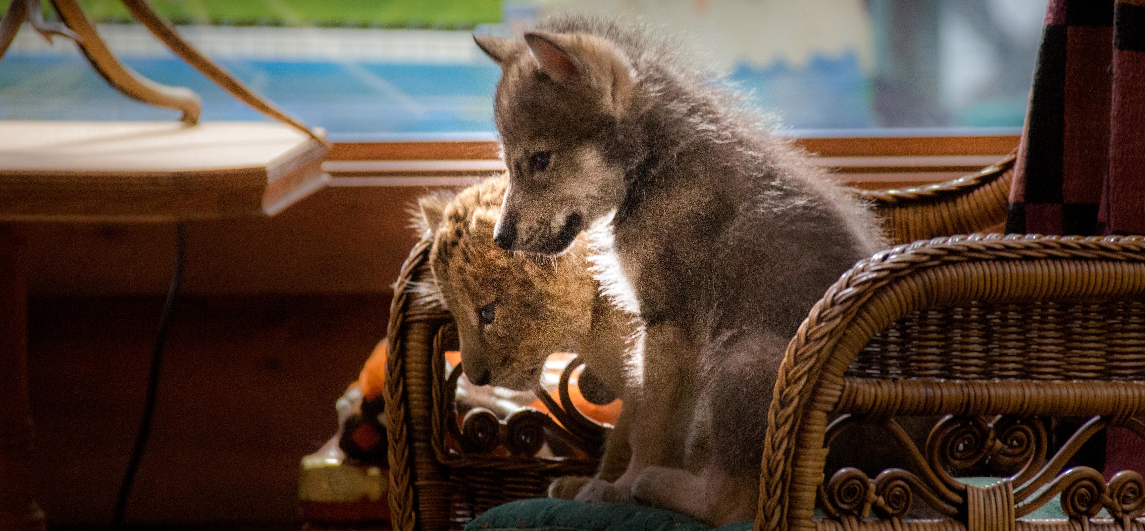 Resultados de taquilla del cine francés en el extranjero – Enero del 2022 Resultados de taquilla del cine francés en el extranjero – Enero del 2022