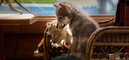 French films at the international box office: January 2022 French films at the international box office: January 2022