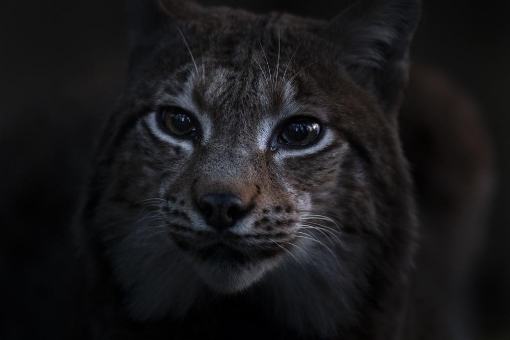 Le Chant des forêts - © Vincent Munier Le Chant des forêts - © Vincent Munier