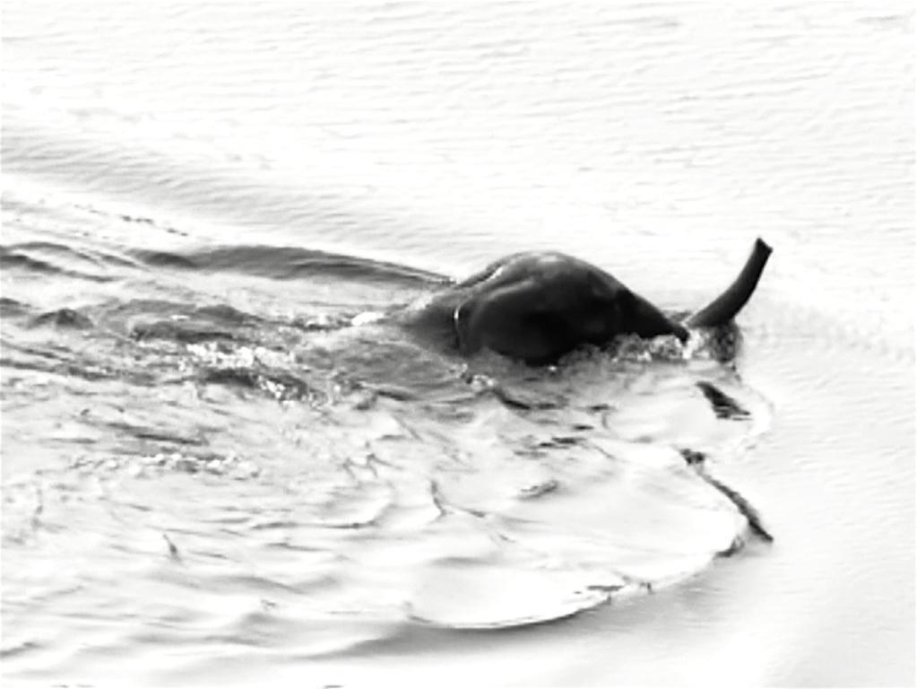 IndieLisboa - 2017 IndieLisboa - 2017