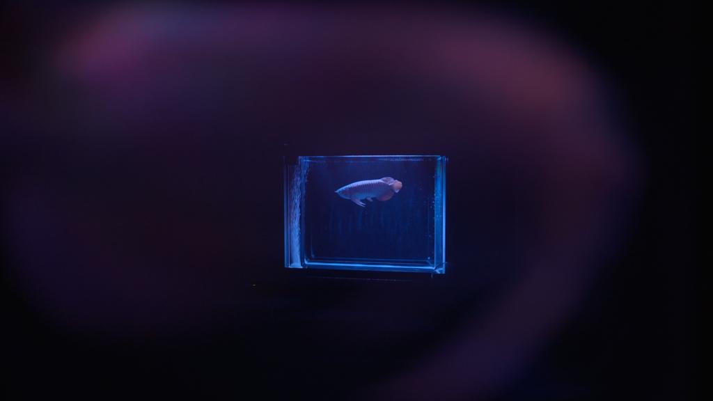 The Moon Also Rises The Moon Also Rises