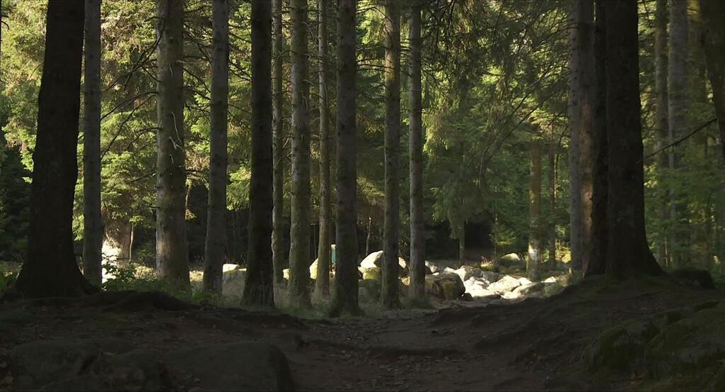 Les Forêts de ma mère Les Forêts de ma mère