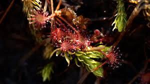 The Amazing Plants' Kingdom - © FIFO Distribution The Amazing Plants' Kingdom - © FIFO Distribution