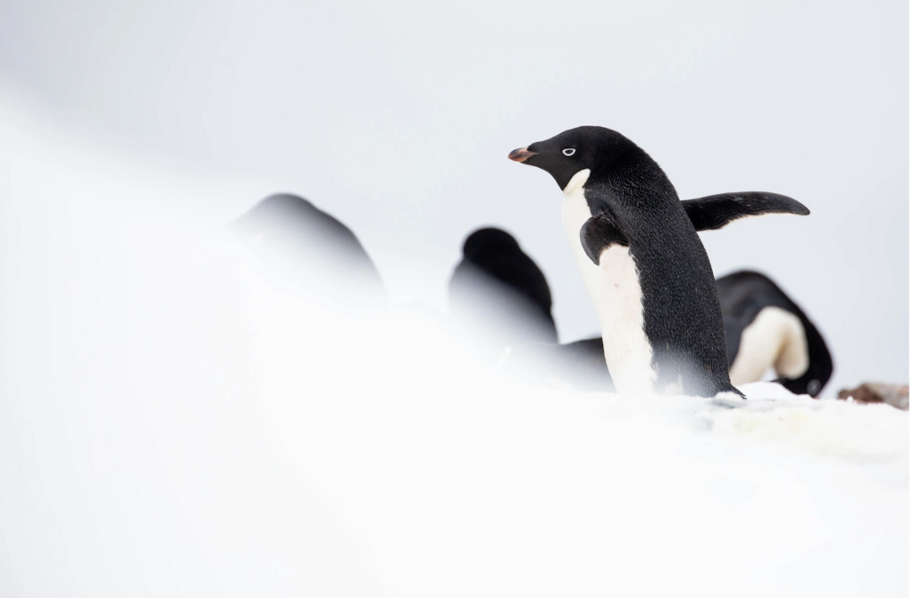Marins des glaces Marins des glaces
