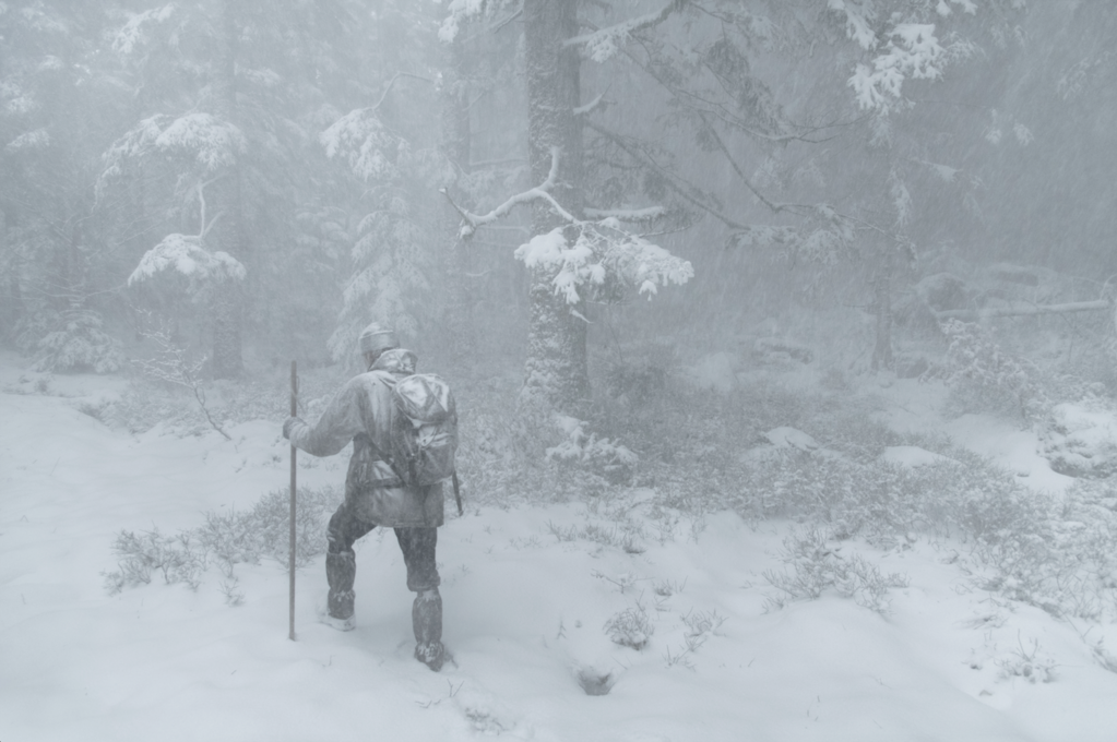 Le Chant des forêts - © Vincent Munier Le Chant des forêts - © Vincent Munier