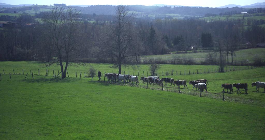Cyrille, agriculteur, 30 ans, 20 vaches, du lait, du beurre, des dettes Cyrille, agriculteur, 30 ans, 20 vaches, du lait, du beurre, des dettes