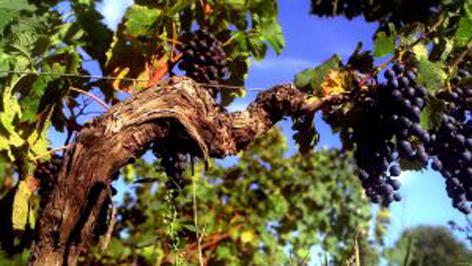 Vino Veritas Vino Veritas