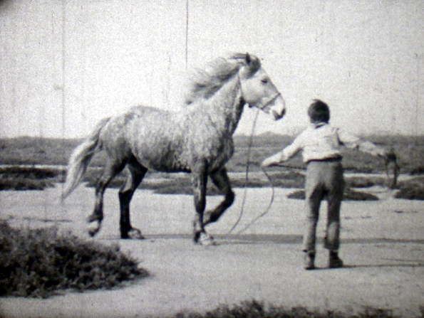 Vibre, cheval sauvage