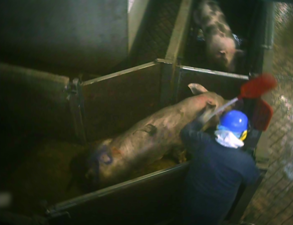 Le Chant des bêtes Le Chant des bêtes