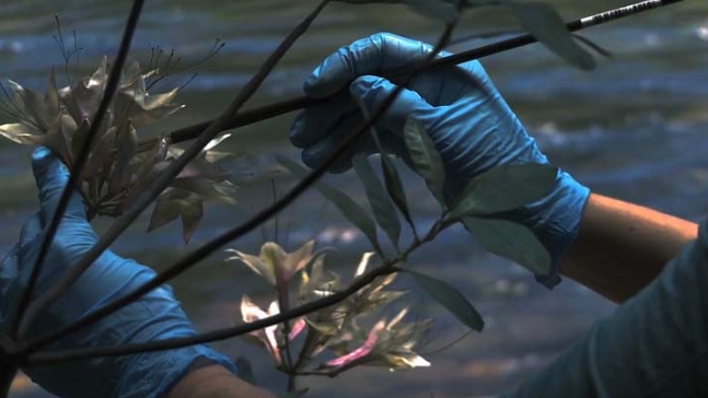 Green Grey Black Brown